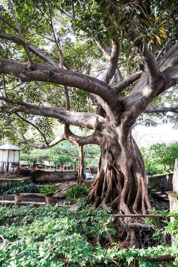 Affittacamere La Magnolia บาโคลี ภายนอก รูปภาพ