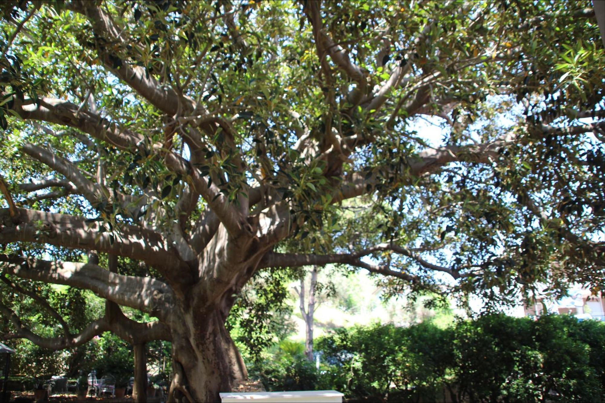 Affittacamere La Magnolia บาโคลี ภายนอก รูปภาพ